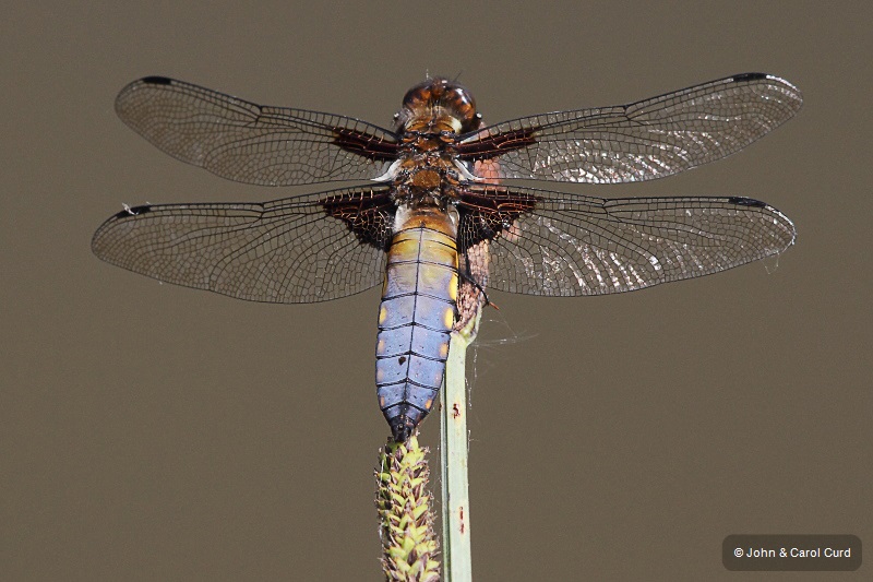 IMG_0341 Libellula depressa male.JPG